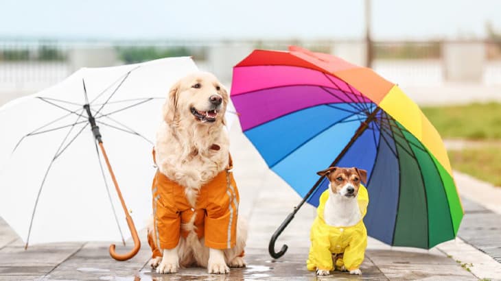 MONSOON PET CARE TIPS YOU SHOULD NOT MISS AT ALL