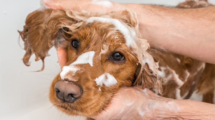 HOW CAN GROOMING HELP YOUR DOG WITH ALLERGIES